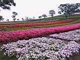 IMG_7412.JPG