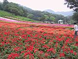 IMG_7415.JPG