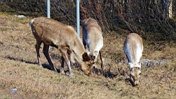 DSC04777.JPG