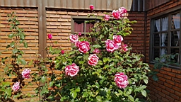 2019-03-09-0003.jpg