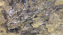 2016-04-10--03088.JPG