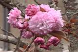 20010403001.JPG