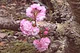 20010403002.JPG