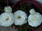 20010403009.JPG