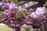 20010403013.JPG