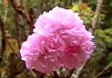 20010403015.jpg