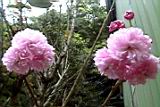 20010403016.JPG