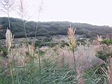 135-3586_IMG.JPG