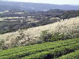 136-3613_IMG.JPG