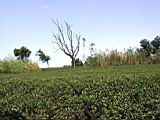 136-3614_IMG.JPG