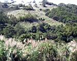 136-3616_IMG.JPG