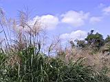 136-3621_IMG.JPG