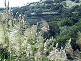 136-3623_IMG.JPG