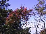 saulai_mt006.JPG