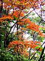 140-4070_IMG.JPG