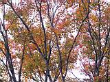 140-4080_IMG.JPG