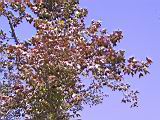 141-4184_IMG.JPG