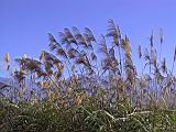 141-4200_IMG.JPG