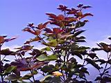 142-4201_IMG.JPG