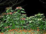142-4206_IMG.JPG