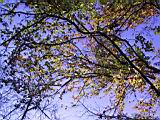142-4245_IMG.JPG