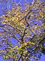 142-4246_IMG.JPG