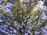 142-4278_IMG.JPG