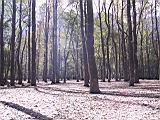 142-4280_IMG.JPG