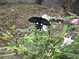 156-5609_IMG.JPG