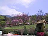161-6187_IMG.JPG