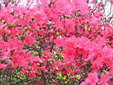 162-6208_IMG.JPG