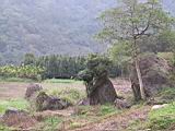 161-6132_IMG.JPG