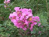 100-0020_IMG.JPG