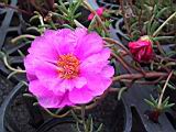 100-0032_IMG.JPG