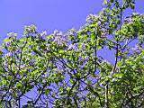 169-6932_IMG.JPG
