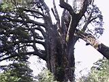 181-8130_IMG.JPG