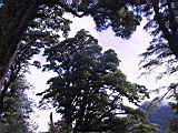 181-8131_IMG.JPG