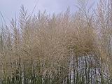 104-0445_IMG.JPG