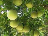 100-0013_IMG.JPG