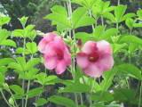 100-0057_IMG.JPG