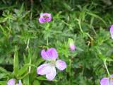 100-0091_IMG.JPG