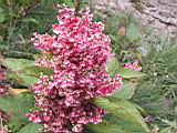 101-0162_IMG.JPG