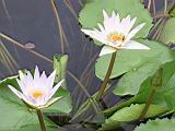 103-0338_IMG.JPG