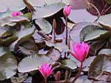 103-0346_IMG.JPG