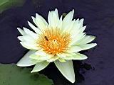 103-0350_IMG.JPG
