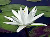 103-0354_IMG.JPG