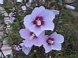 105-0550_IMG.JPG