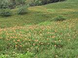 105-0571_IMG.JPG