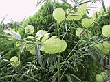105-0574_IMG.JPG