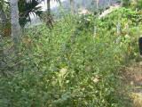109-0962_IMG.JPG